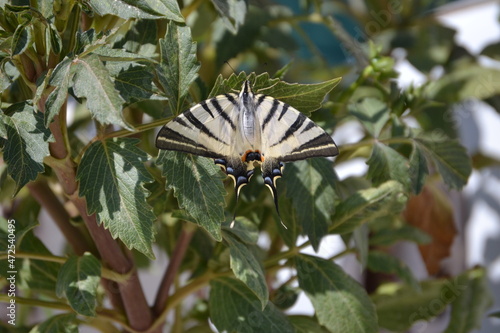 swallowtail butterfly, a swallowtail butterfly extending its wing on the leaf photo