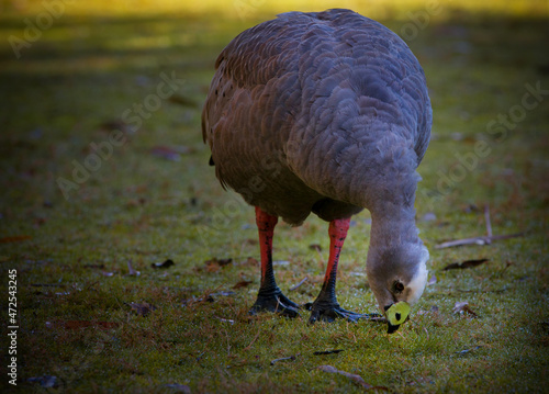 The Cape Barren Goose is a very large, pale grey goose with a relatively small head. It  is able to drink salty or brackish water, allowing many of them to remain on offshore islands all year round. photo