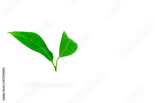 Falling citrus leaves isolated on a white background.