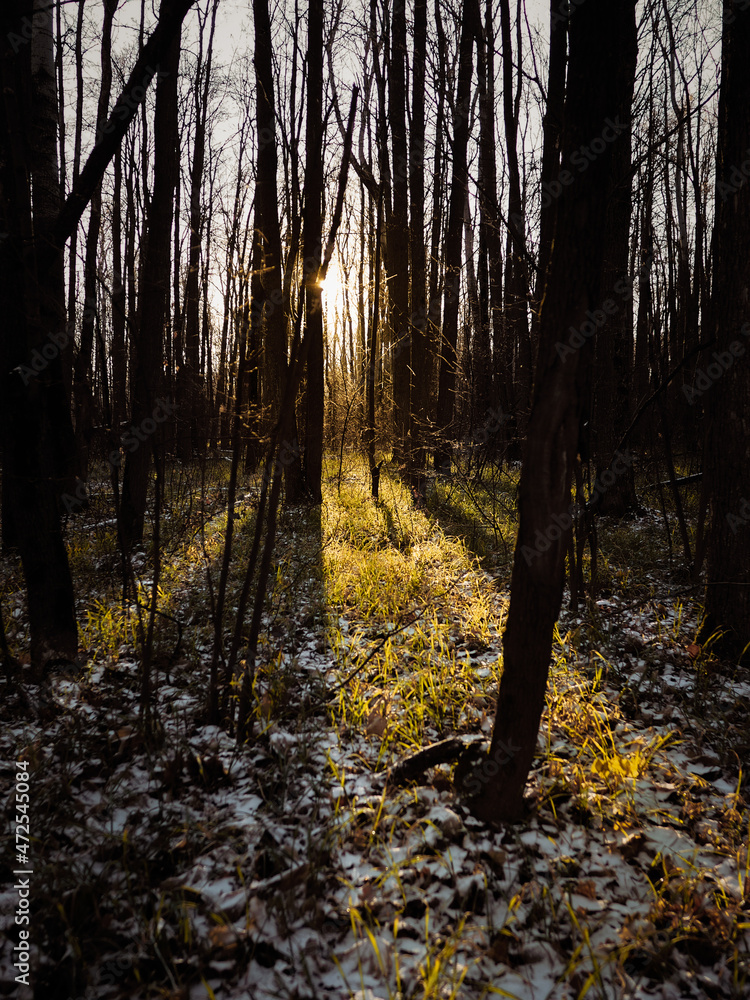 Obraz premium FOREST ATMOSPHERE