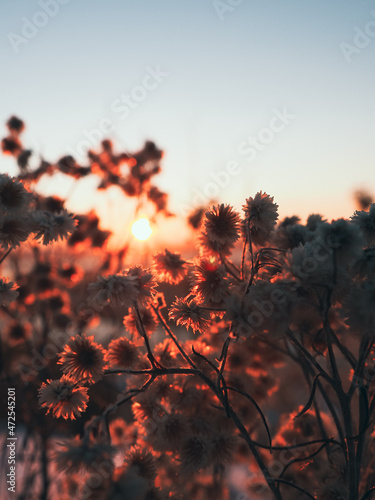 Nature at sunset