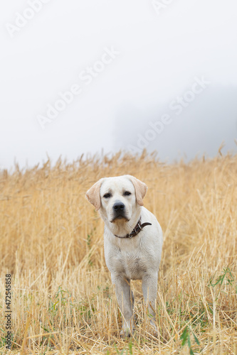 young labrador dog puppy looking at his owner waiting for signal to play