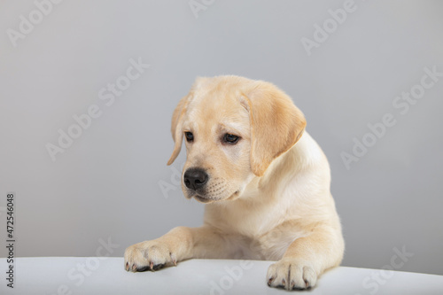 Portrait of beautiful well-groomed beige labrador dog carefully looking down standing with front paws on light strip and gray background. Dog studies and watches or beloved pet plays.