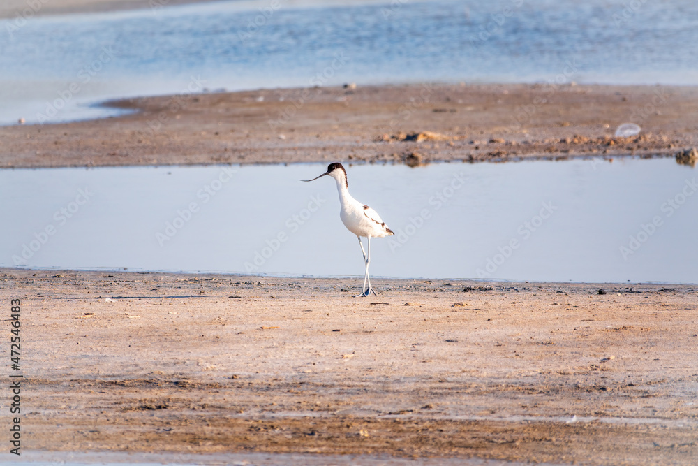 The pied avocet, Recurvirostra avosetta, is a large black and white wader with long, upturned beak The pied avocet, Recurvirostra avosetta, is a large black and white wader with long, upturned beak