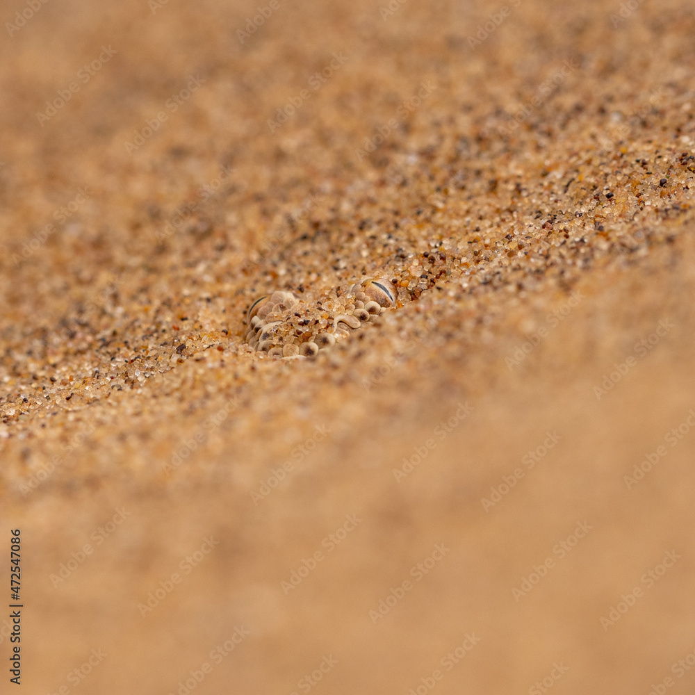 Von einer im Sand eingegrabenen Zwerpuffotter sind nur noch die Augen zu sehen Von einer im Sand eingegrabenen Zwerpuffotter sind nur noch die Augen zu sehen