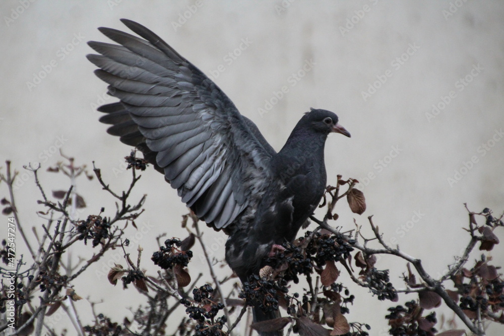 Naklejka premium Wings Of A Pigeons