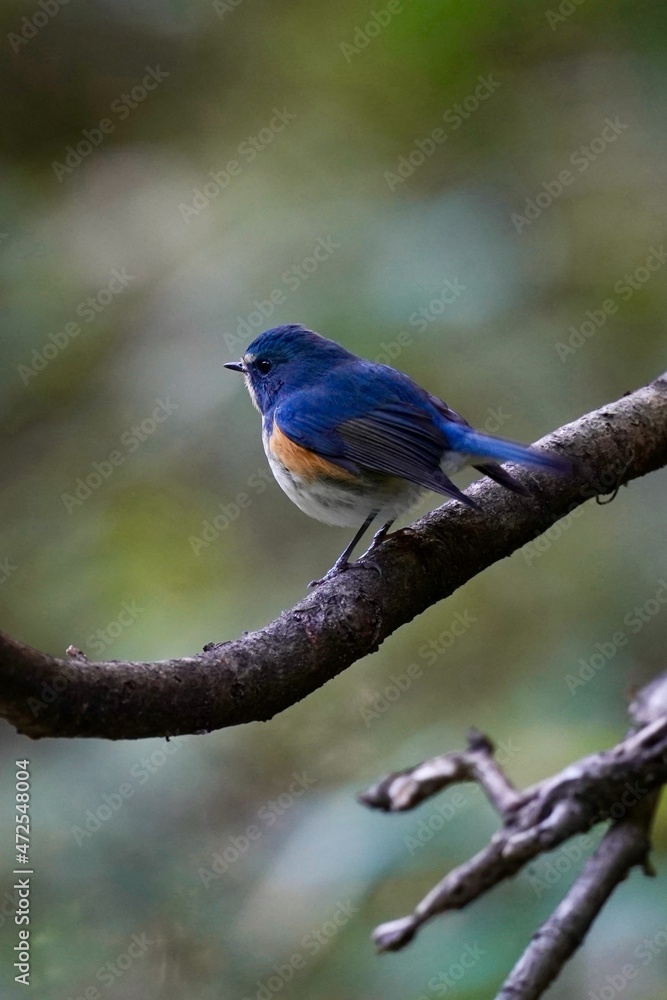 red flanked bluetail in the dark forest red flanked bluetail in the dark forest