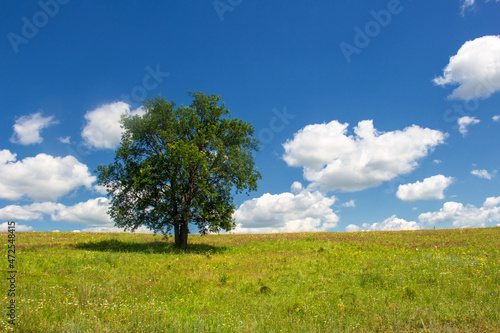 Lonely green tree against the background of a bright blue sky and grass