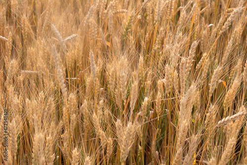 golden wheat field in summer © Юрий Надёжин
