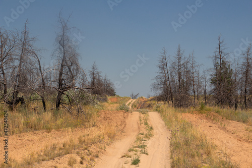 Sandy road through the dead forest