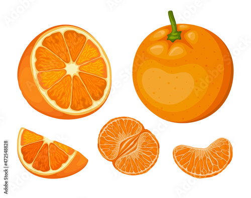 Orange Tropical Fruit Vector Set Illustration