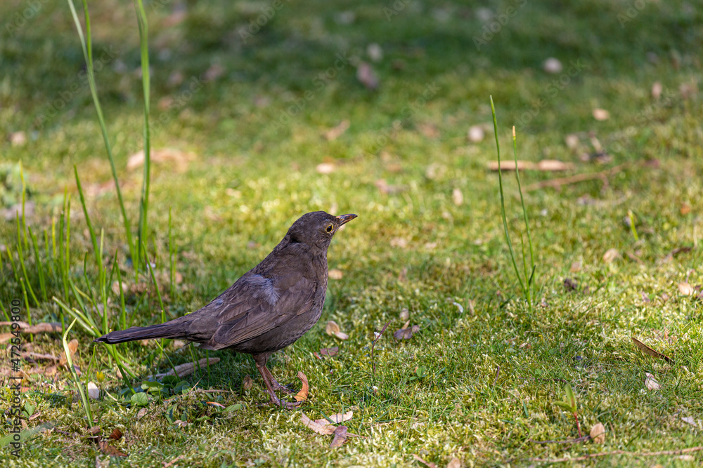 Eurasian blackbird on grass in a park Eurasian blackbird on grass in a park
