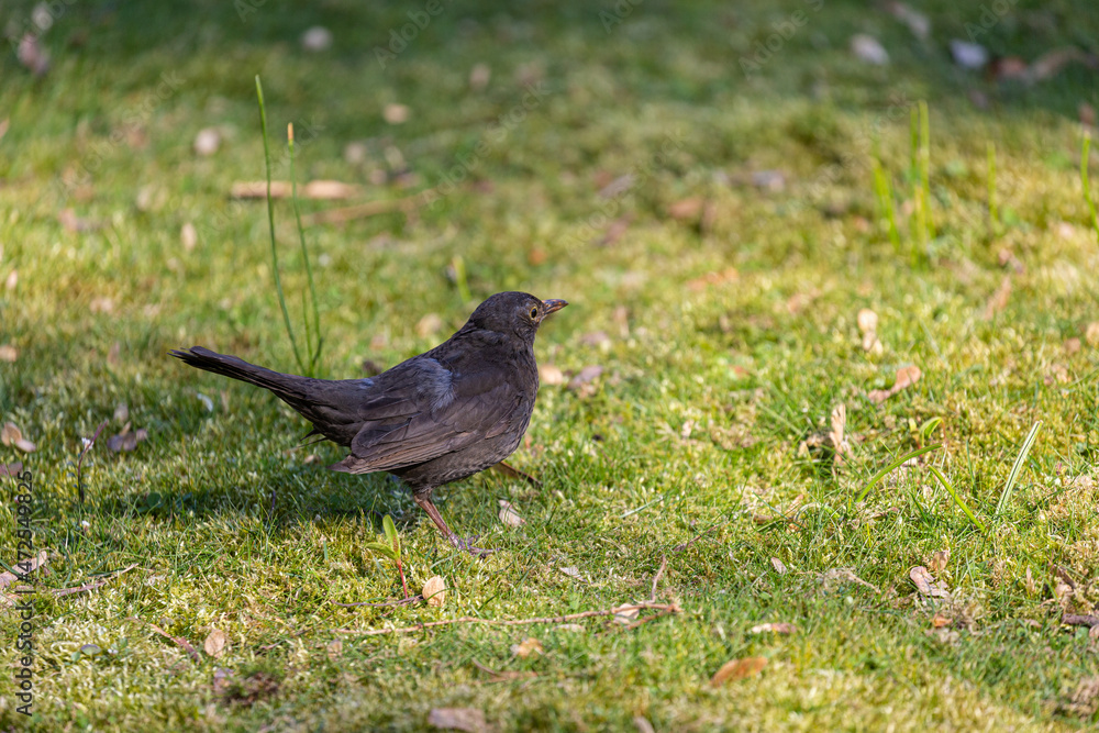 Eurasian blackbird on grass in a park Eurasian blackbird on grass in a park