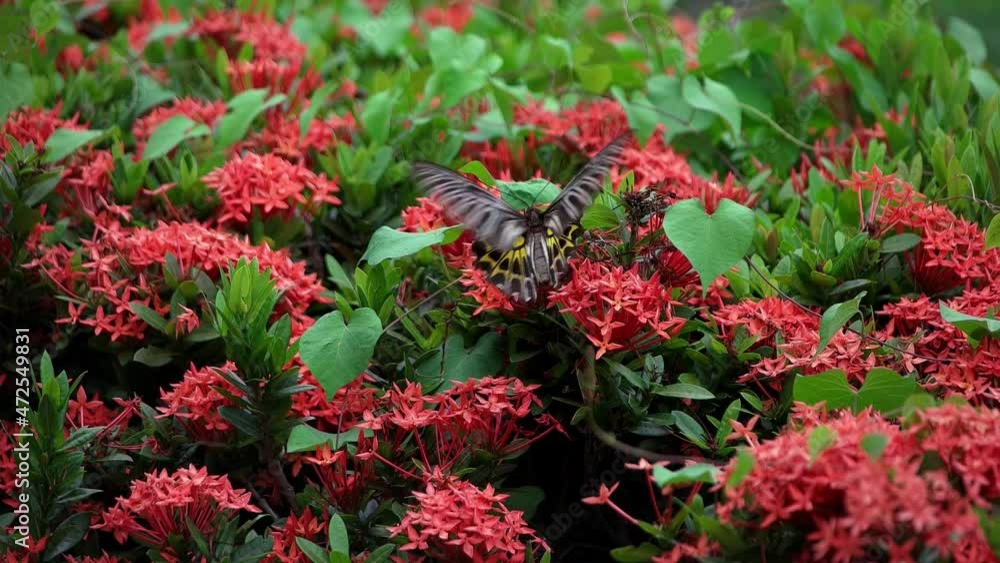 Butterfly Goden Birdwing. Troides aeacus malaiianus Butterfly Goden Birdwing. Troides aeacus malaiianus