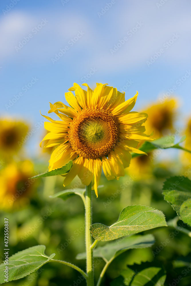 sunflower