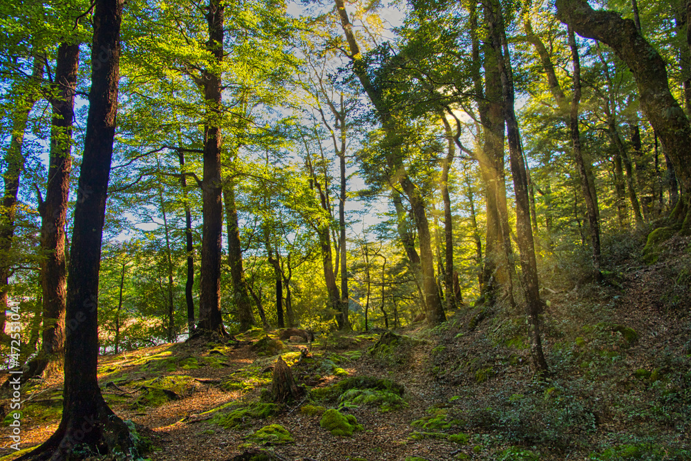 autumn forest in the morning