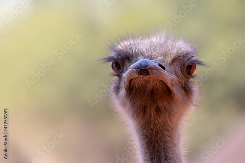 Close up of African Ostrich bird head on the blur background. © Yuliia Lakeienko