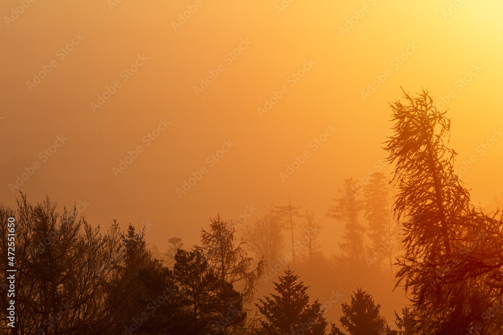 Tree silhouette in orange misty fog. Czech autumn landscape Tree silhouette in orange misty fog. Czech autumn landscape