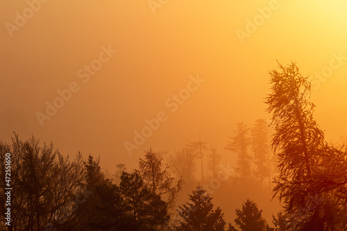 Tree silhouette in orange misty fog. Czech autumn landscape