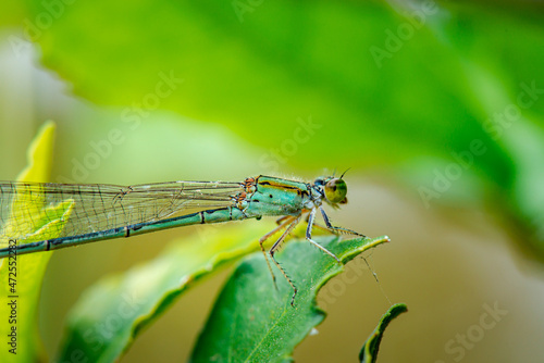 Side view of a small green dragonfly sitting on a leaf.