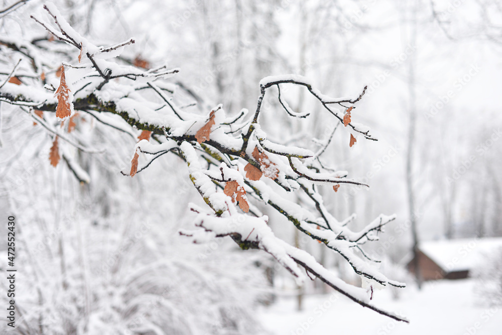 
Abstract natural winter background. Branches covered with snow