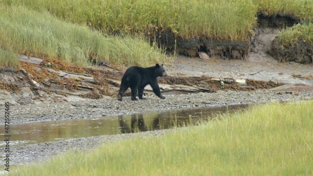 Wild Black Bear Roaming Along Rocky River With Green Vegetation In Alaska. - wide shot Wild Black Bear Roaming Along Rocky River With Green Vegetation In Alaska. - wide shot