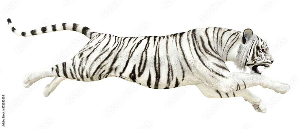 Obraz premium 3D White tiger