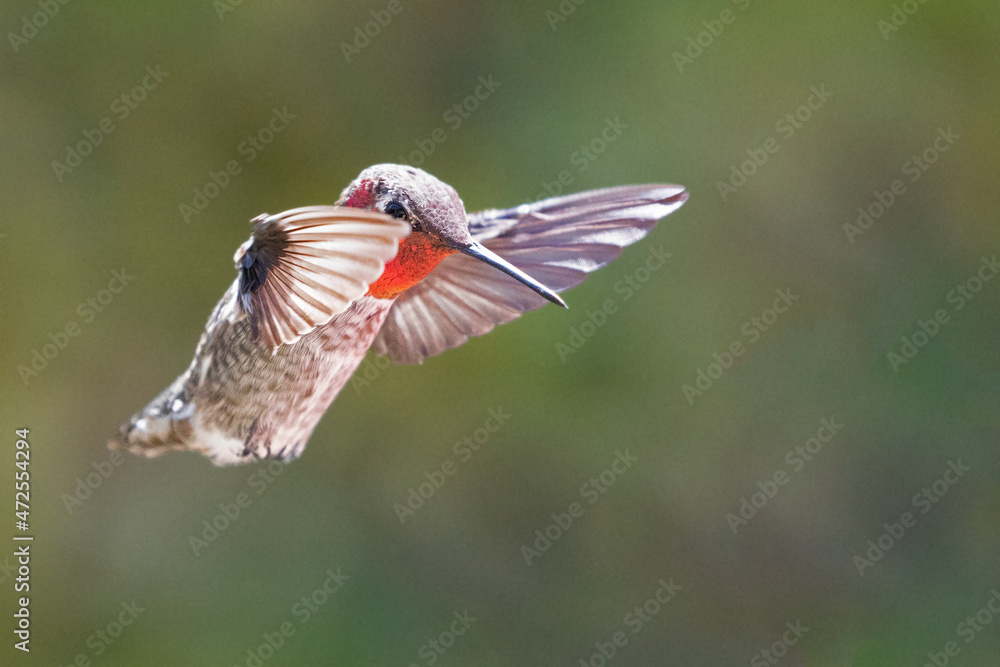 Fototapeta premium Hummingbird hovering in Oxnard California United States