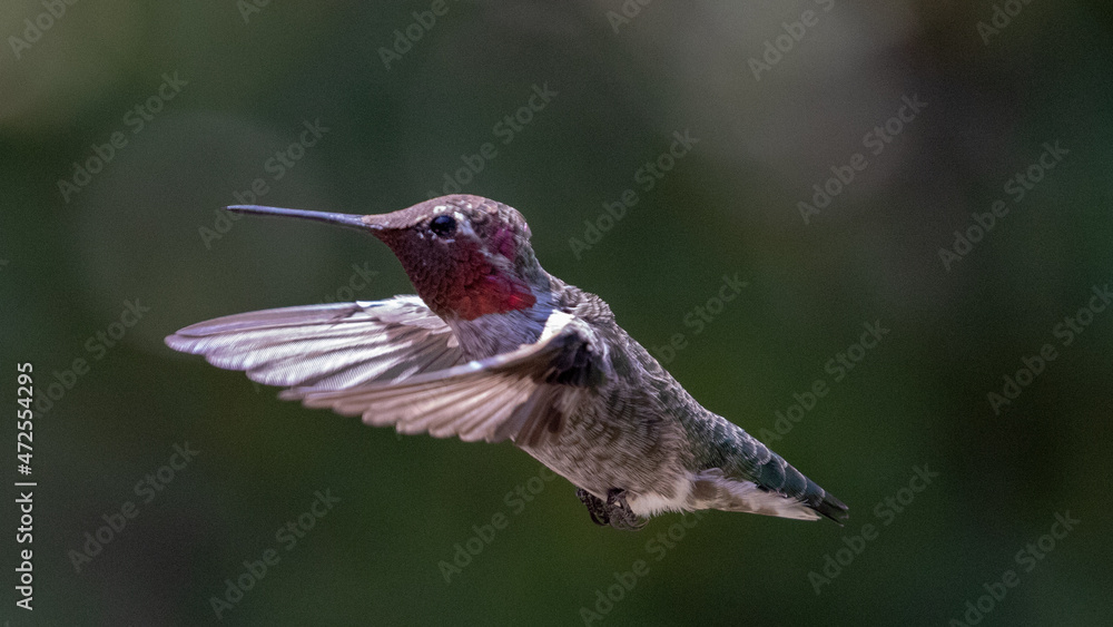Hummingbird in Ventura California United States Hummingbird in Ventura California United States
