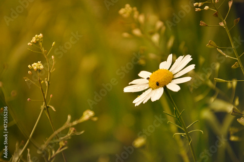 Maruna bezwonna - biały kwiat na zielonym tle