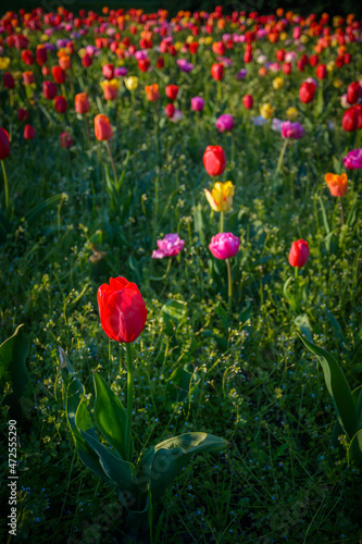 Kolorowe kwiaty w Parku Uzdrowiskowym Goczałkowice-Zdrój 