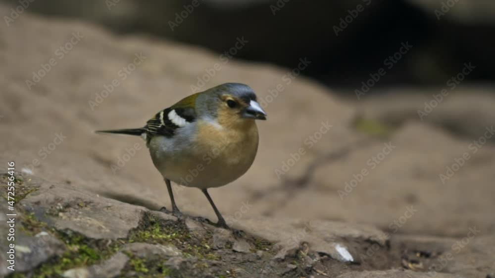 Close up of small colorful tropical bird standing on rocks, slow motion Close up of small colorful tropical bird standing on rocks, slow motion