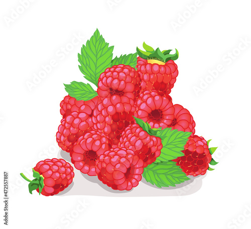 ripe raspberries vector illustration on the white isolated background 