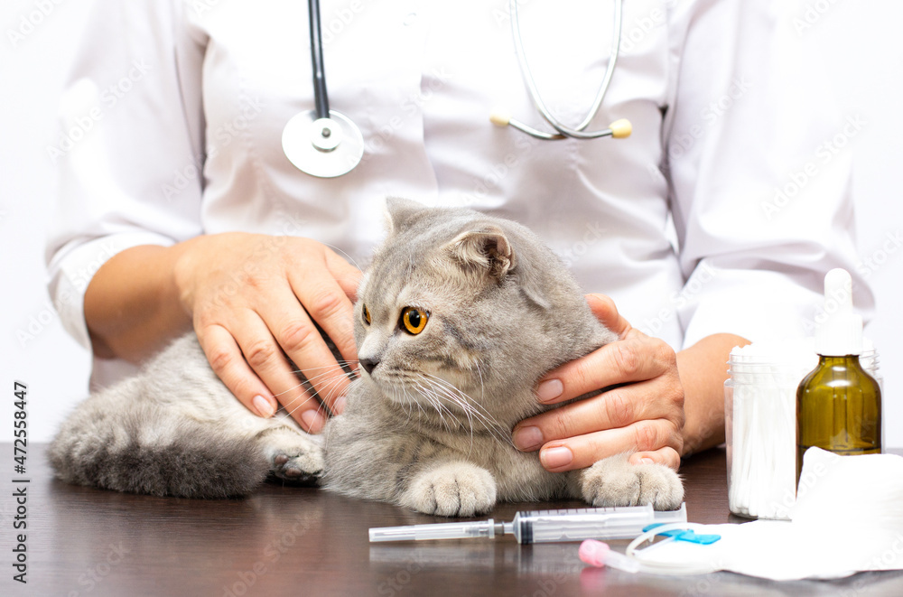 Veterinarian examining cute cat in clinic Veterinarian examining cute cat in clinic