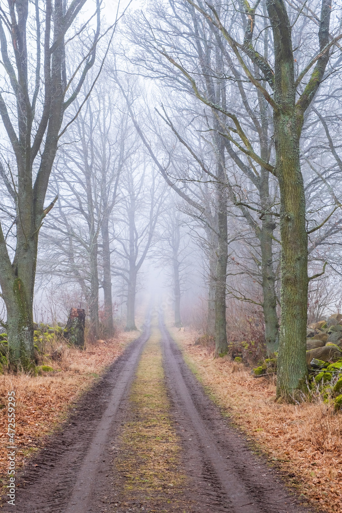 Dirt road in the mist with trees
