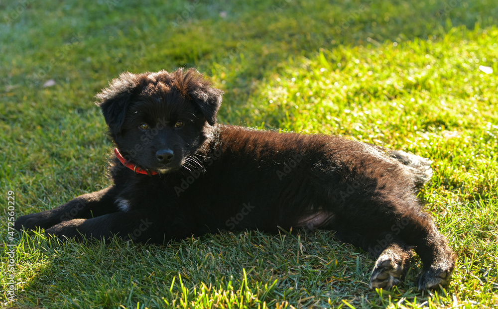 Fototapeta premium A small baby black dog cub resting on a green grass lawn in sunset light. Pet photography, usual dog breed.