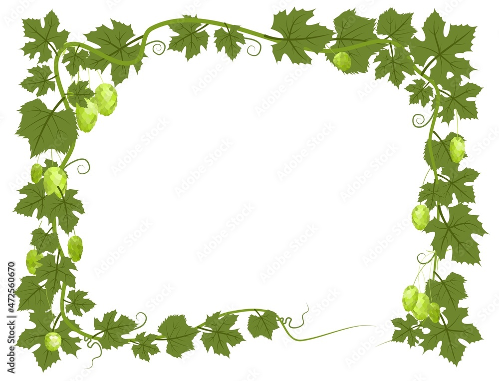Rectangular Frame with Hops. A branch with dense leaves and cones. Sagging shoots with leaves. Wild nature. Flat style illustration with place for text. Isolated on white. Vector Rectangular Frame with Hops. A branch with dense leaves and cones. Sagging shoots with leaves. Wild nature. Flat style illustration with place for text. Isolated on white. Vector