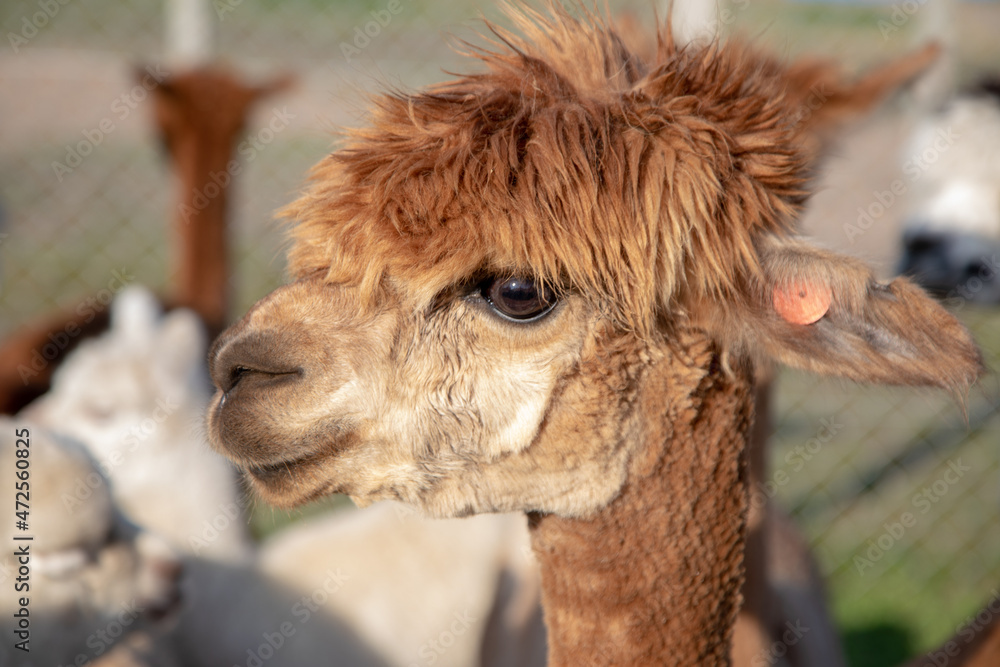 Obraz premium Very cute funny brown alpaca with cute expression on his face. Life on farm. Natural materials .Beautiful animals . Summer holidays. Wool production. Shaggy head. Funny animals.