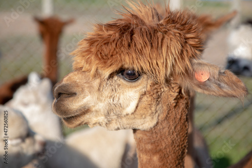 Very cute funny brown alpaca with cute expression on his face. Life on farm. Natural materials .Beautiful animals . Summer holidays. Wool production. Shaggy head. Funny animals.