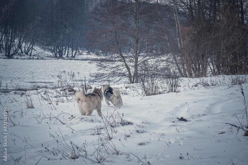 Dogs playing in a snowy meadow, Neris Regional Park, Lithuania. Two fluffy Alaskan Malamutes running in snow. Selective focus on the animals, blurred background. Dogs playing in a snowy meadow, Neris Regional Park, Lithuania. Two fluffy Alaskan Malamutes running in snow. Selective focus on the animals, blurred background.