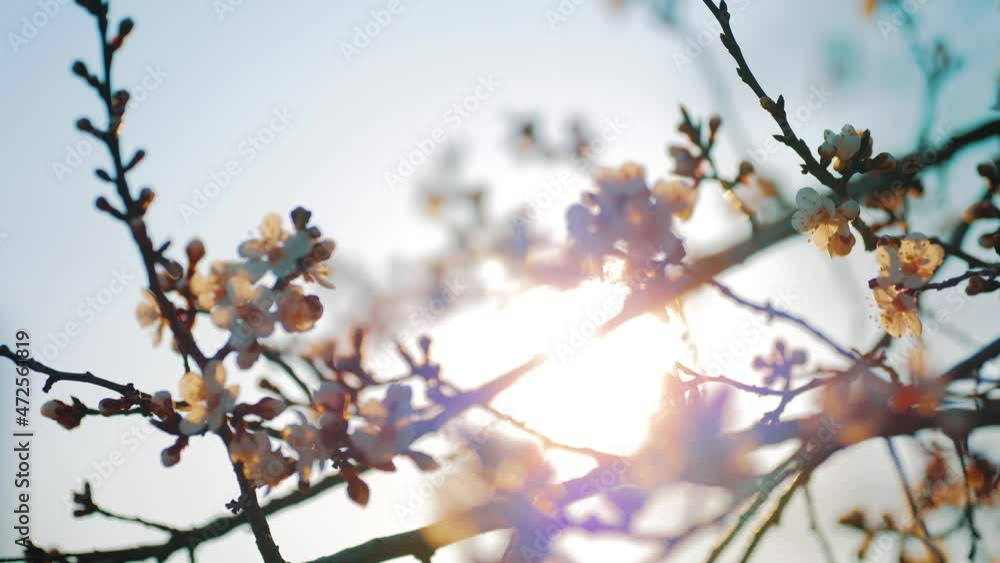 Spring flowers on blooming apricot tree branch. Spring blossom background. Beautiful nature scene with blooming tree. Spring flowers. Inspirational spring flowers and blooming tree blossom. Spring flowers on blooming apricot tree branch. Spring blossom background. Beautiful nature scene with blooming tree. Spring flowers. Inspirational spring flowers and blooming tree blossom.