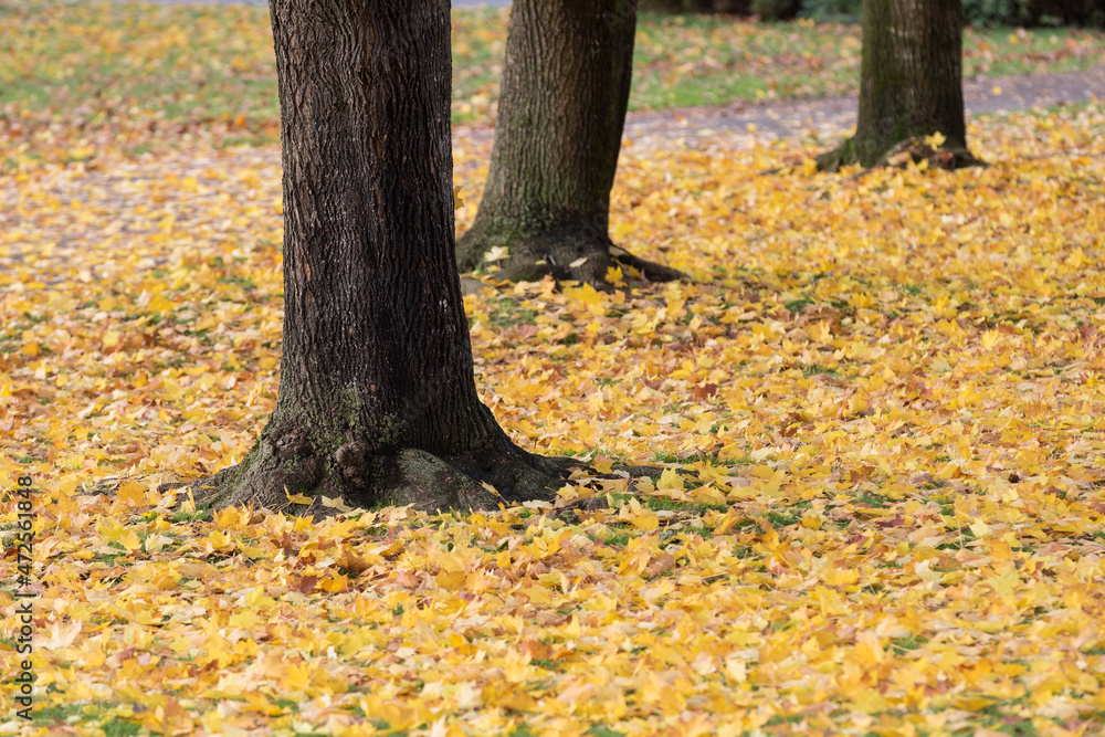 Tree trunks and falling leaves Tree trunks and falling leaves
