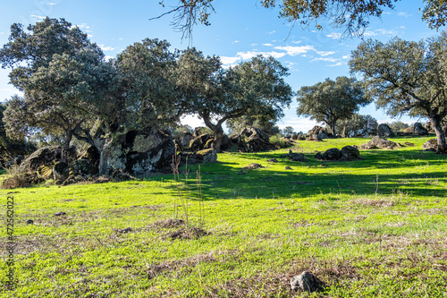 Dehesa Extremena with old stone fences at Montanchez in Extremadura at west Spain photo