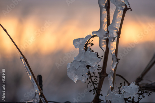 Close up of a vine covered in frozen rain at sunset. Winter landscape after a freezing rain