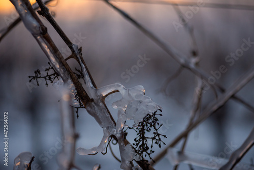 Close up of a vine covered in frozen rain at sunset. Winter landscape after a freezing rain