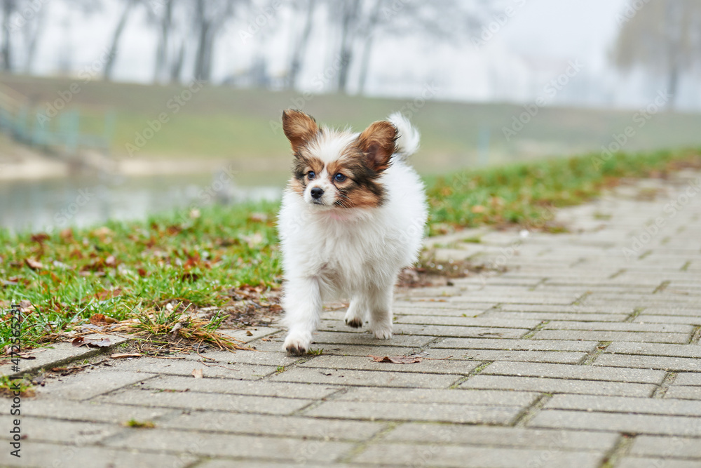 Little papillon puppy for a walk in the park Little papillon puppy for a walk in the park