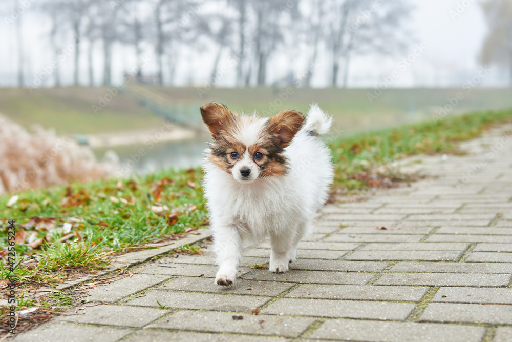 Little papillon puppy for a walk in the park Little papillon puppy for a walk in the park