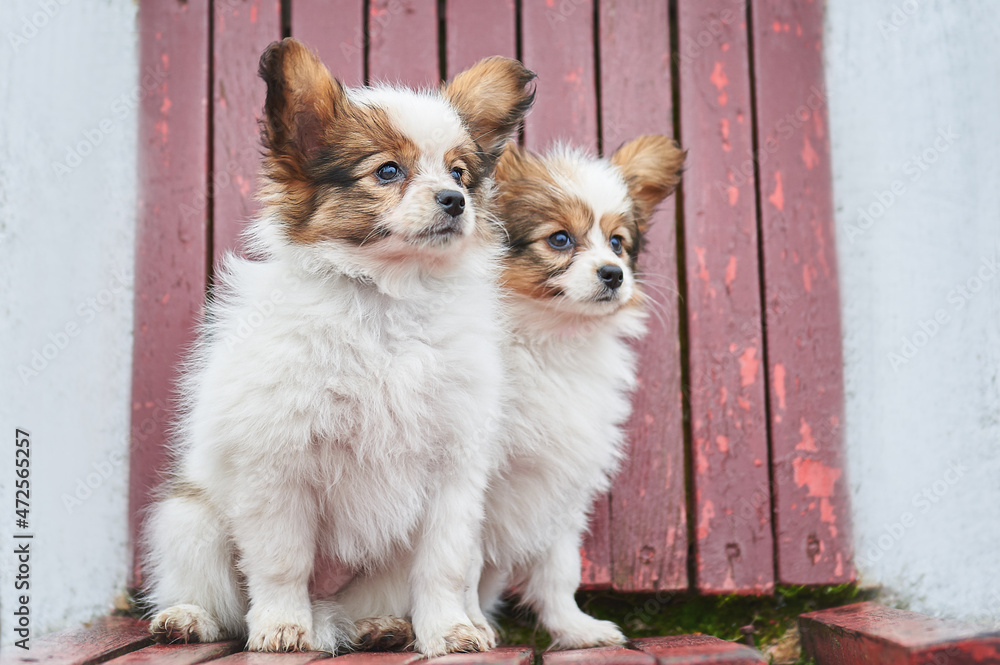 Little papillon puppy for a walk in the park