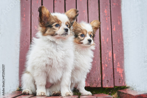 Obraz na płótnie Little papillon puppy for a walk in the park w salonie