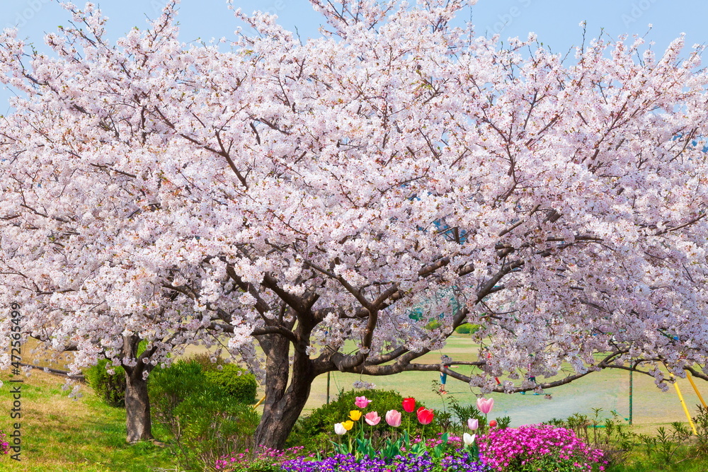 桜満開の富士川かりがね堤　静岡県富士市にて